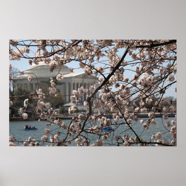 Poster The Cherry Blossoms In Bloom In Washington (Devant)
