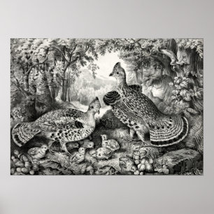 Poster The Happy Family - Ruffed Grouse and Young - 1866