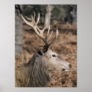 Poster The King's Deer of Richmond Park, Londres, Royaume