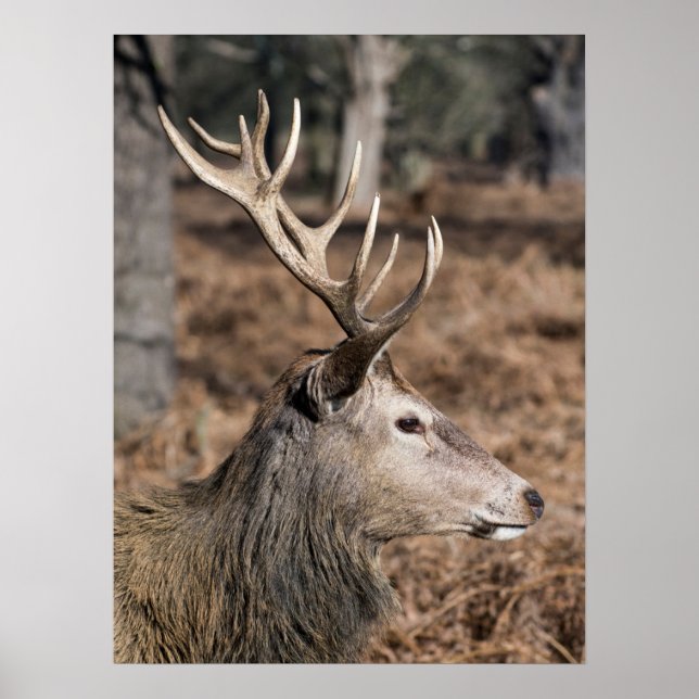 Poster The King's Deer of Richmond Park, Londres, Royaume (Devant)