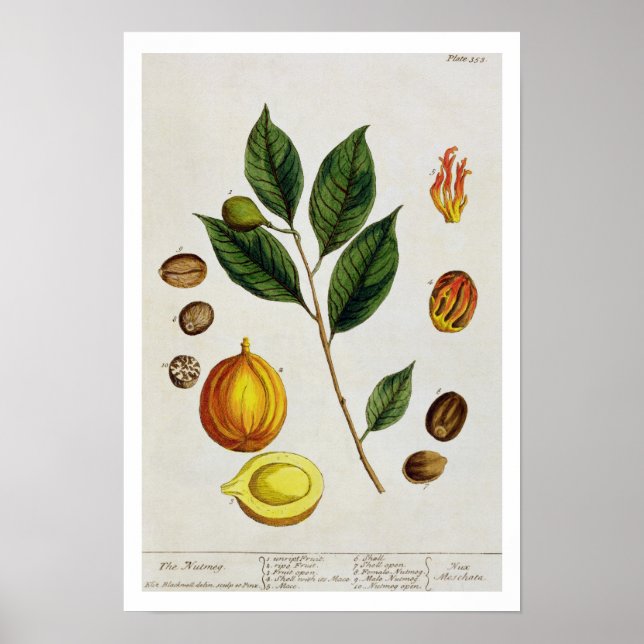 Poster The Nutmeg, assiette 353 de 'A Curious Herbal', pu (Devant)