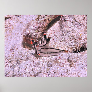 Poster Thecacera pacifica