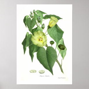 Poster Thespesia populnea