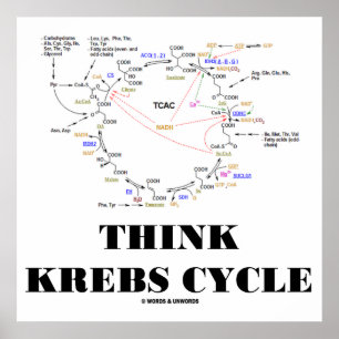Poster Think Krebs Cycle (Citric Acid Cycle - TCAC)