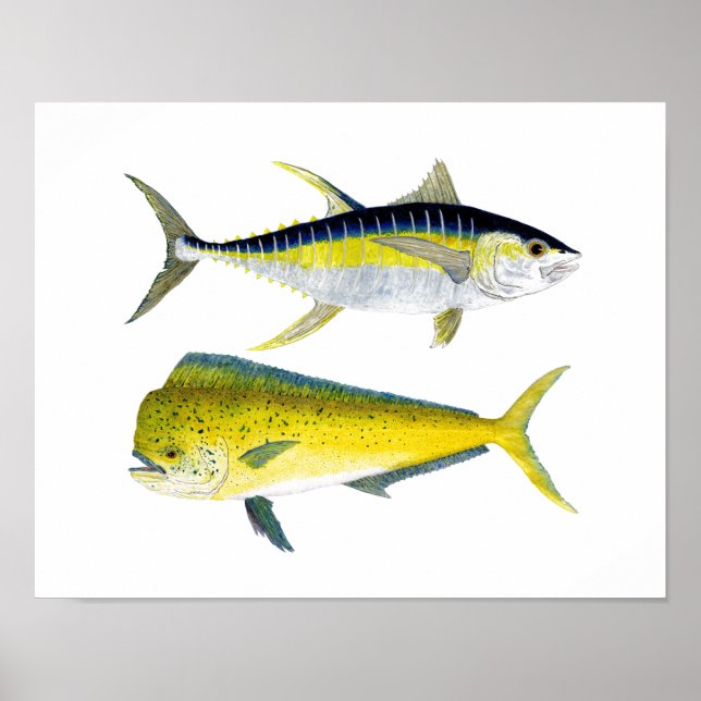 Poster Thon jaune et Dorado d'eau salée (Devant)