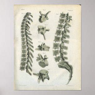 Poster Thoracic et Lumbar Vertebrae Chiropratique