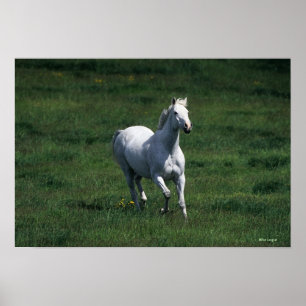 Poster Thoroughbred Mare