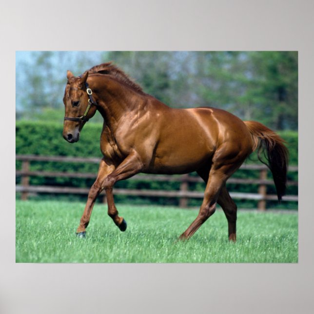Poster Thoroughbred Stallion, Irlande (Devant)
