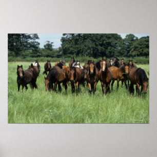 Poster Thoroughbred Youngsters