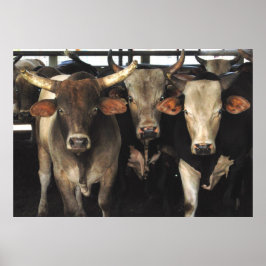 Poster Three Amigos - Bull Cows Stress wild west art