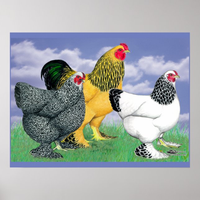 Poster Three Brahmas (Devant)