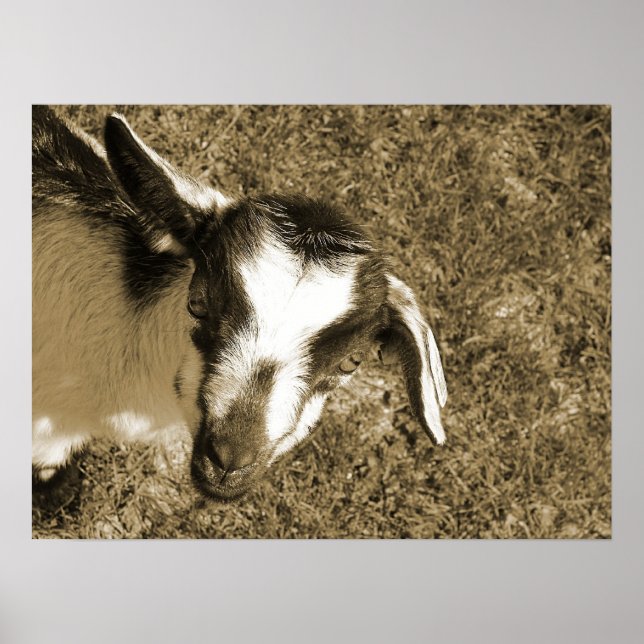 Poster Thumbalina le goat (Devant)