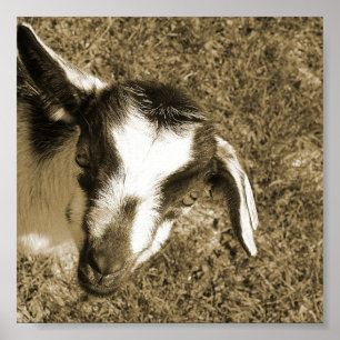 Poster Thumblina la chèvre