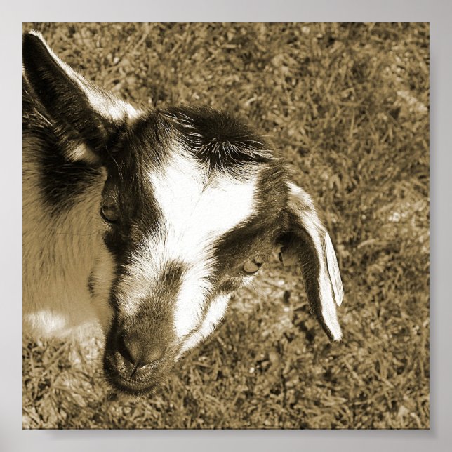 Poster Thumblina la chèvre (Devant)