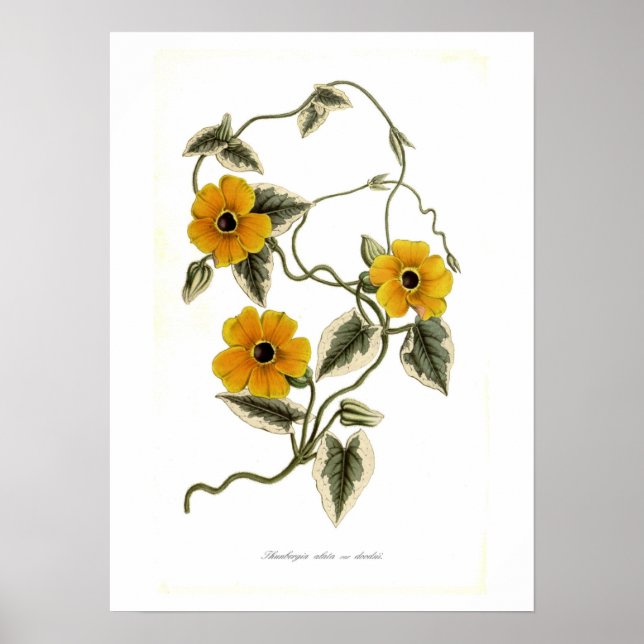 Poster Thunbergia alata (Devant)
