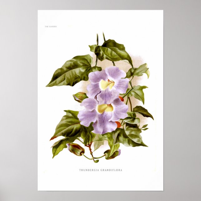 Poster Thunbergia grandiflora (Devant)
