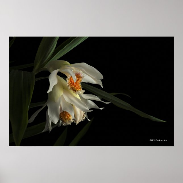 Poster Thunia Marshalliana (Devant)