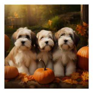 Poster Tibétain Terrier Chiot Automne Citrouille délice
