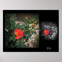 Poster Tidely Winks Miniature Rose 2 Wall Art par Stan VG