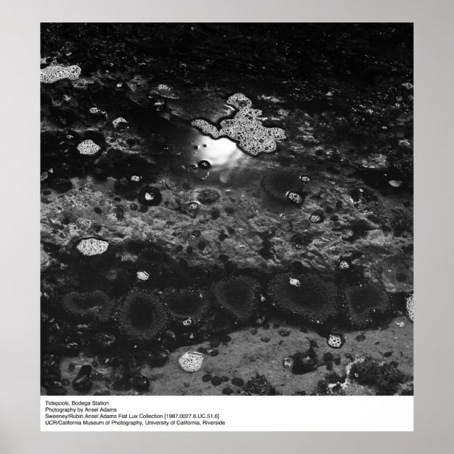 Poster Tidepools, station Bodega par Ansel Adams (Devant)
