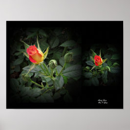 Poster Tidly Winks Miniature Rose Wall Art par Stan VG