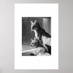 Poster Tige de chat du Bengale