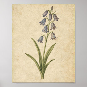 Poster Tige de Jacinthe Botanique sur Papier Chaud