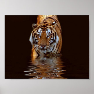 POSTER TIGER