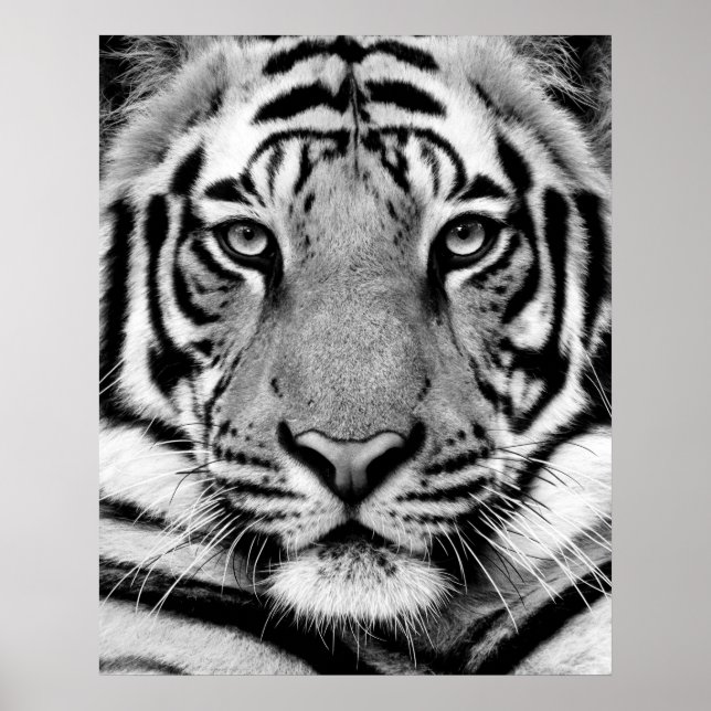 Poster Tiger (Devant)