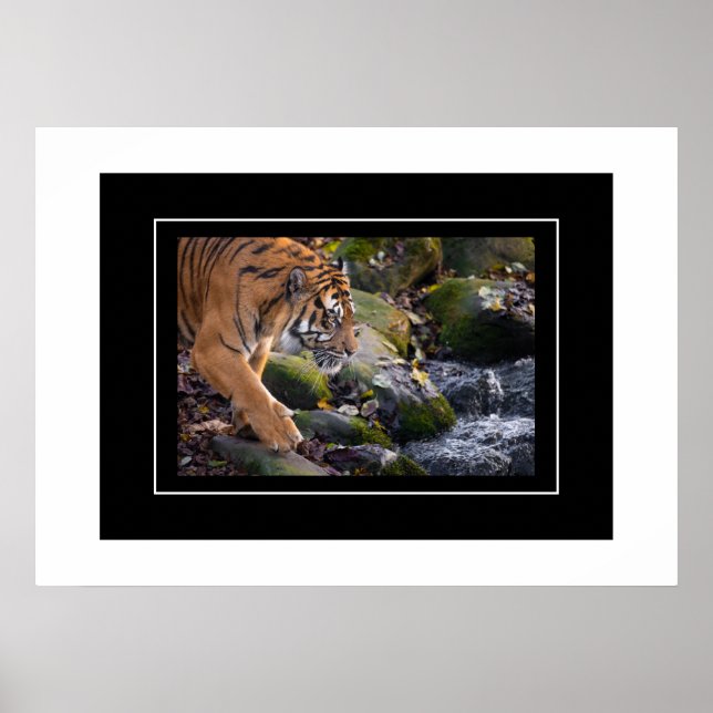 Poster Tiger (Vorne)