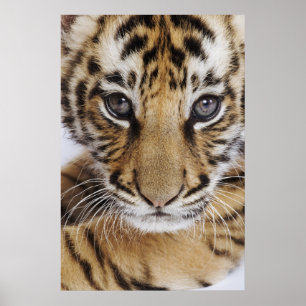 Poster Tiger