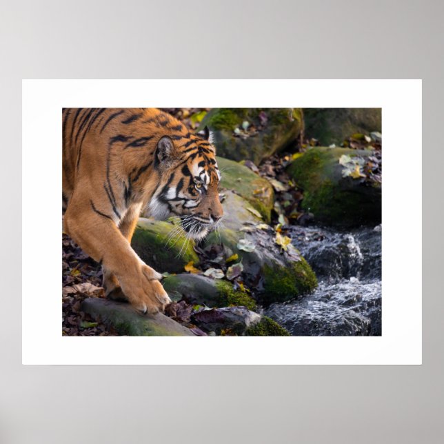 Poster Tiger (Vorne)