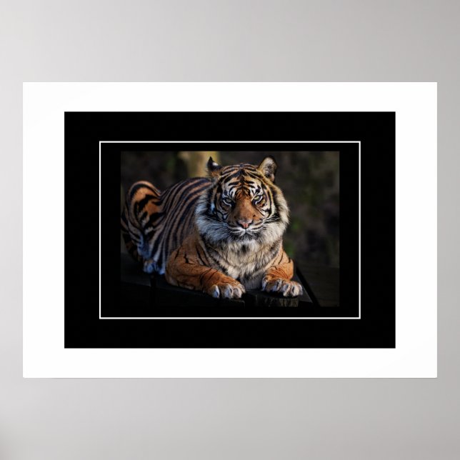 Poster Tiger (Devant)