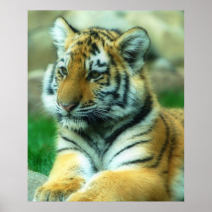 Poster Tiger