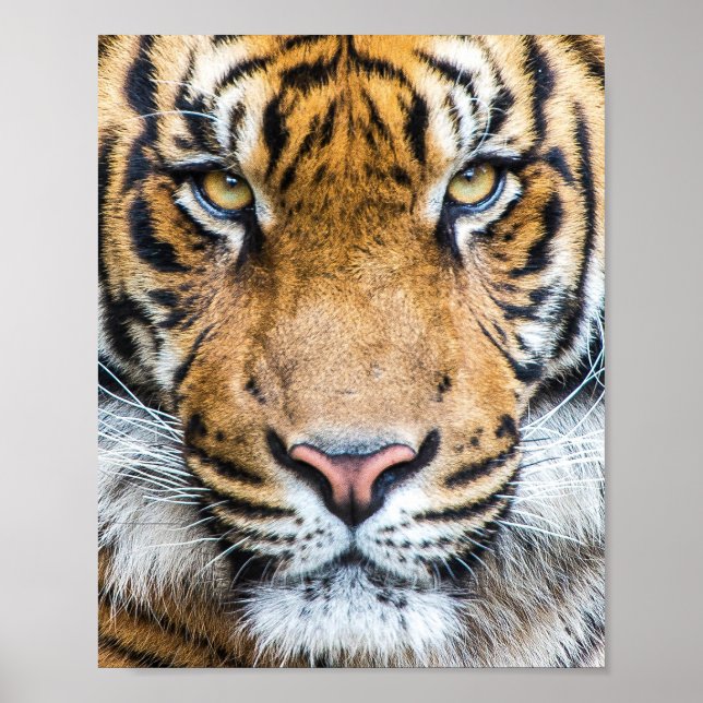Poster Tiger (Devant)