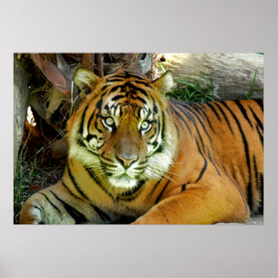 Poster Tiger a l'air joli