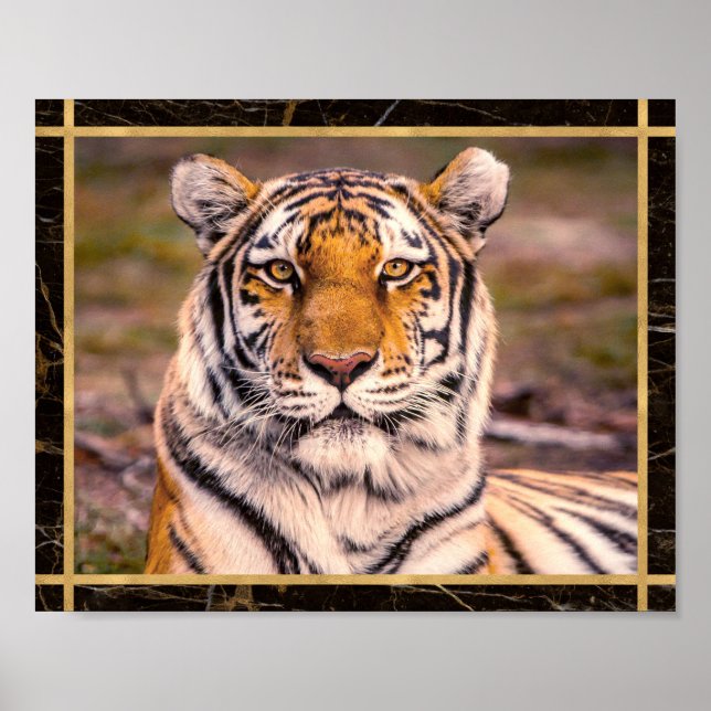 Poster Tiger Big Cat Closeup Photo Imprimer l'affiche (Devant)