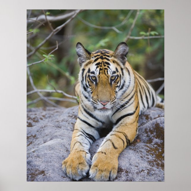 Poster Tiger cub, Bandhavgarh National Park, India (Devant)