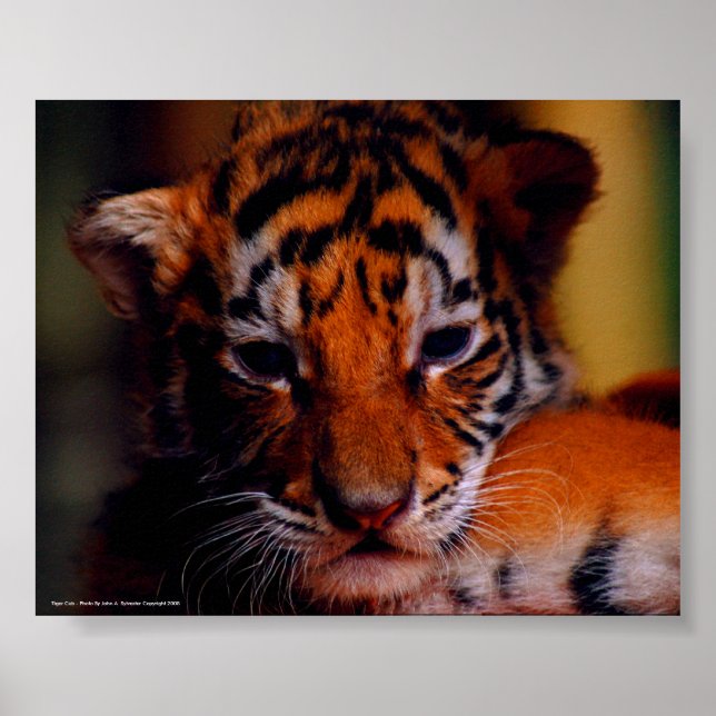 Poster Tiger Cub - Foto von John A. Sylveste.. (Vorne)