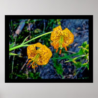 Tiger Lily