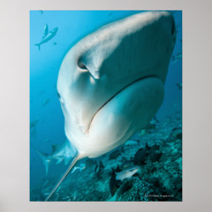 Poster Tiger shark (Galeocerdo cuvier) Shark feed