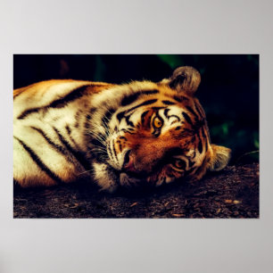 Poster Tiger vous regarde