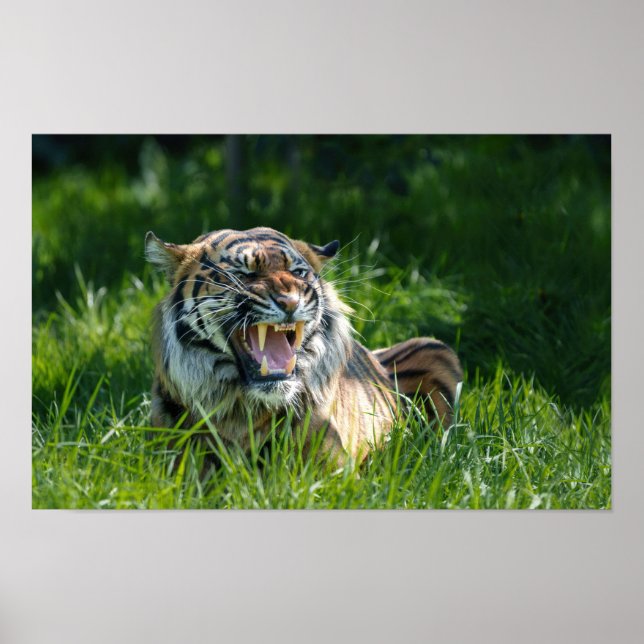 Poster Tiger's Roar (Devant)