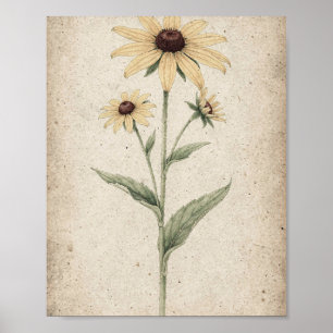 Poster Tiges de Rudbeckia Art Botanique
