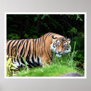 Poster Tigre