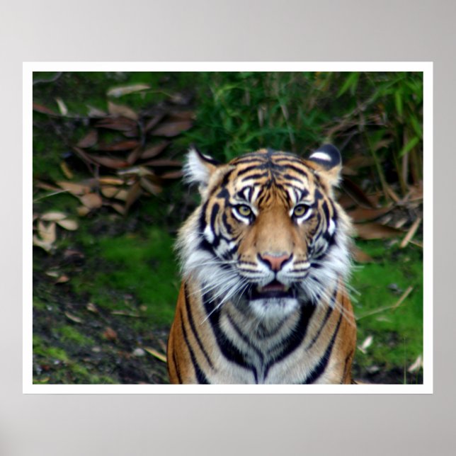 Poster Tigre (Devant)