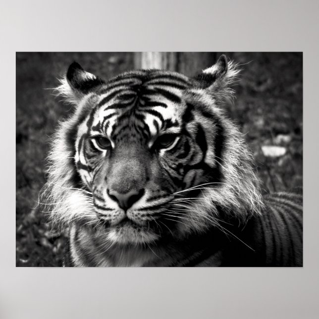Poster Tigre (Devant)