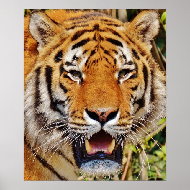 Poster Tigre (Devant)