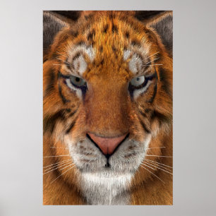 Poster Tigre