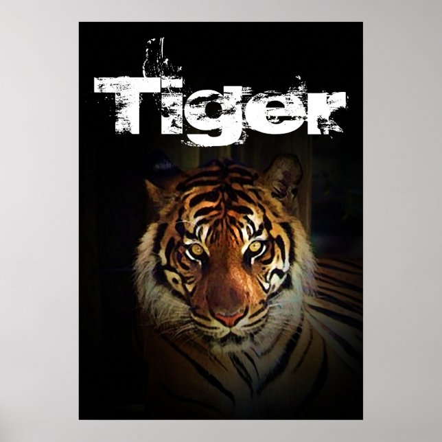 Poster Tigre (Devant)
